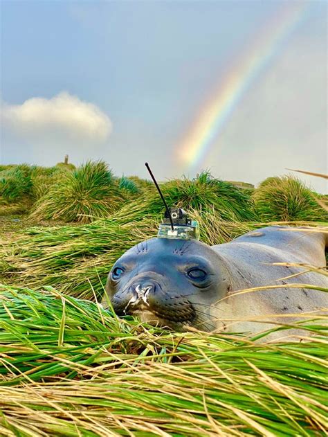 Seals Helped Scientists Discover Hidden Antarctic Canyon Business Insider