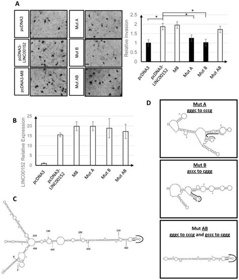 Linc00152 Promotes Invasion Through A 3 Hairpin Structure And