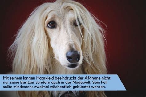 Afghanischer Windhund Im Rasseportr T Charakter Haltung Und Pflege