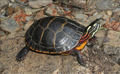 Tortugas De Agua Dulce Tipos Cuidados Y Alimentaci N