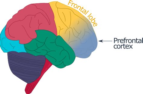 4 Ways How Meditation Changes Your Prefrontal Cortex (And How It ...