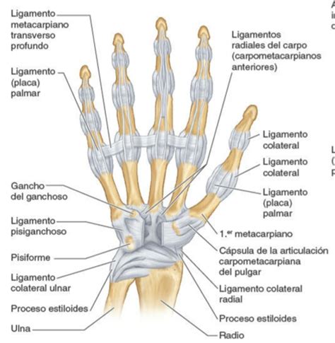 Articulación Carpometacarpiana