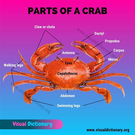 Crab Anatomy: External Parts of a Crab - Visual Dictionary