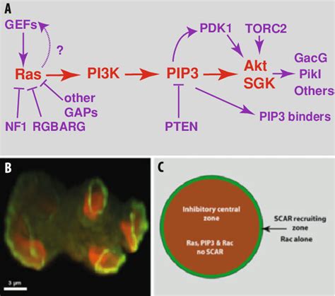 2 Pip3 Domains As Templates For Macropinocytic Cups A The