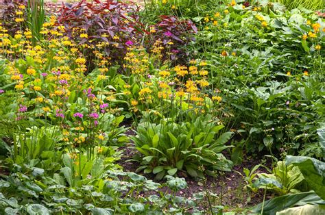 Flowering Bog Garden Plants