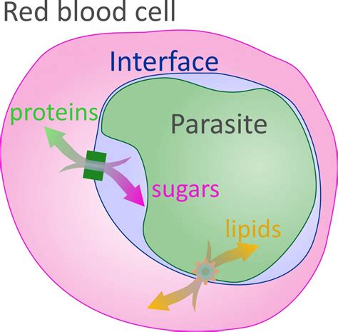 Malaria Transport Channel Identified Connecting Parasite To Red Blood Cell