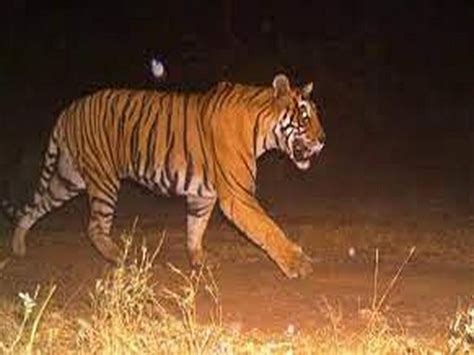 Now Tiger T 38 Disappeared From Khandar Range Of Ranthambore रणथम्भौर