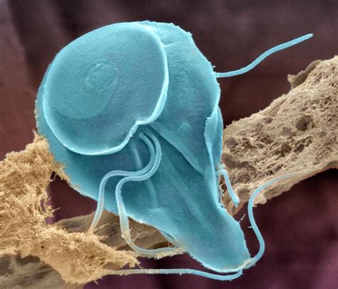 Giardia Lamblia Microscope