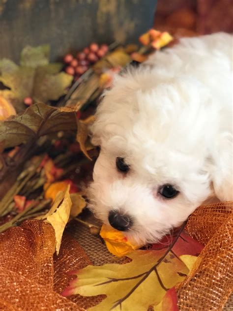 Bichon Frise Sales Breeder Precious Bichon Frise