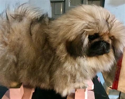 Puppies Happy Tail Pekingese