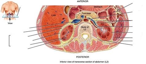 Inferior View Of Transverse Section Of Abdomen L Diagram Quizlet