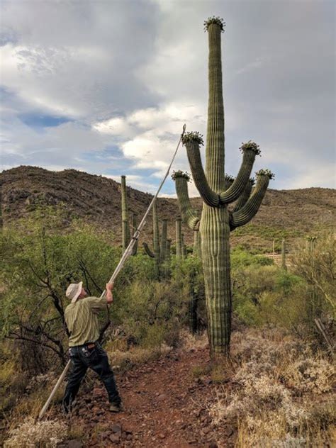 Sonoran Desert Cactus Fruit