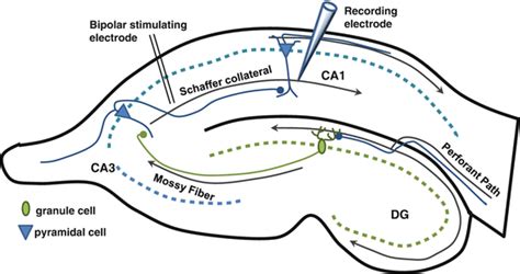 Translational Regulation Of Synaptic Plasticity Springerlink