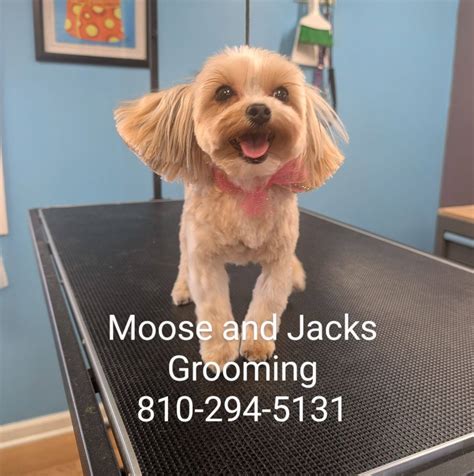 moose  jacks grooming llc fort gratiot mi