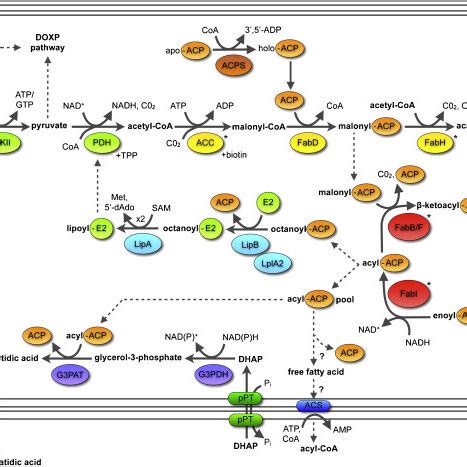 Timeline of milestones in apicoplast fatty acid synthesis research in ... 