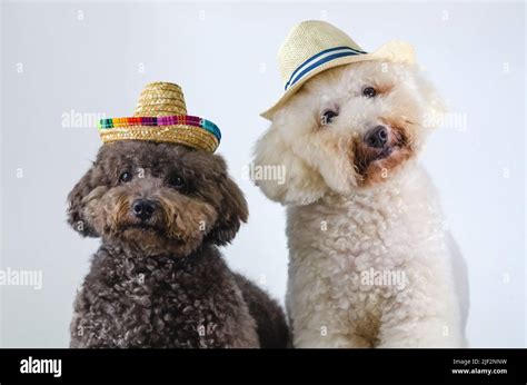 Two adorable black and white Poodle dog wearing hat and sitting ...