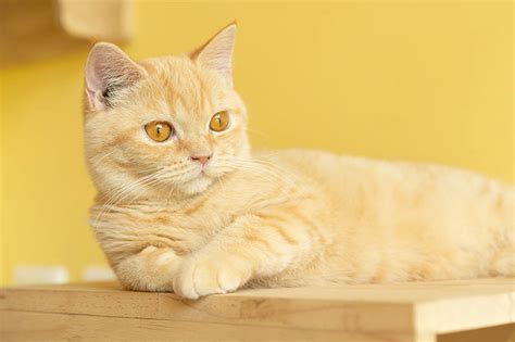 Orange Munchkin Cat: Facts, Origin & History (With Pictures) - Catster