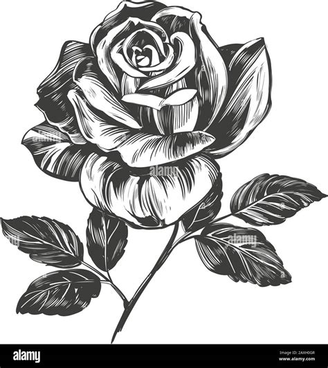 Flower Rose With Leaves Hand Drawn Vector Illustration Realistic Sketch Isolated On White