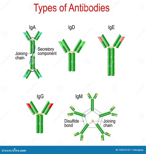 types of antibodies. immunoglobulin structure Coloso