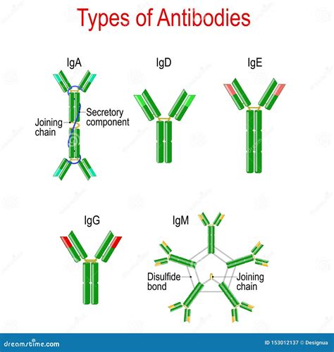 Arten Von Antik Rpern Immunoglobulinstruktur Vektor Abbildung