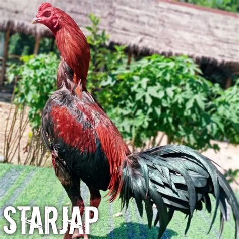 Jual Ayam Bangkok Asli Pama Brazil Telur Fertil Shopee Indonesia