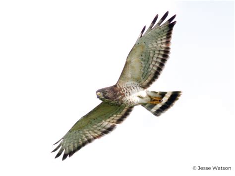 Raptor ID Fact Sheets HawkWatch International