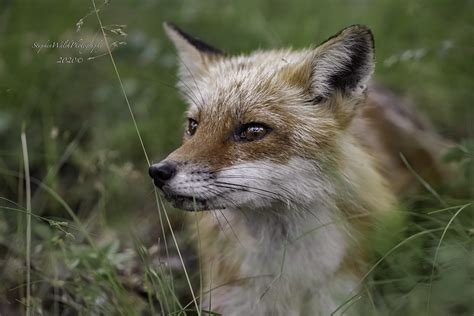 Red Fox Stephen Walsh Flickr