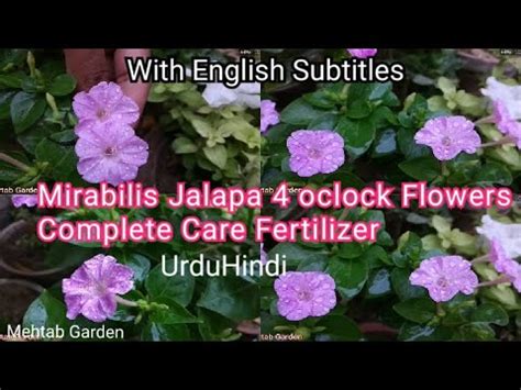 How To Grow And Care Mirabilis Jalapa Flowers 4 O Clock Flowers