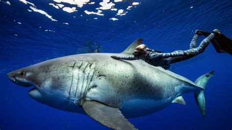 Woman Swims With Great White Shark To Raise Awareness