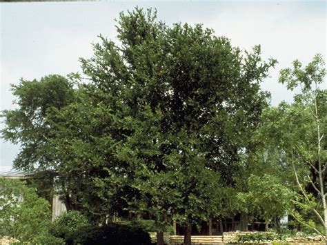 Cedar Elm Tree North Texas Superiorly History Photo Exhibition