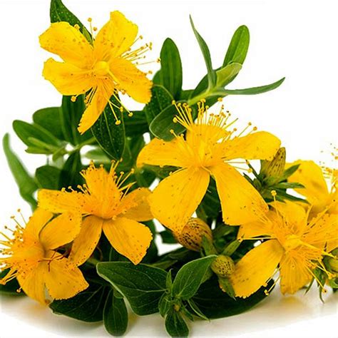 St John S Wort Seeds Hypericum Perforatum Price