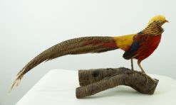 Golden Pheasant A Uk Bird Small Mammal Taxidermist Mike Gadd