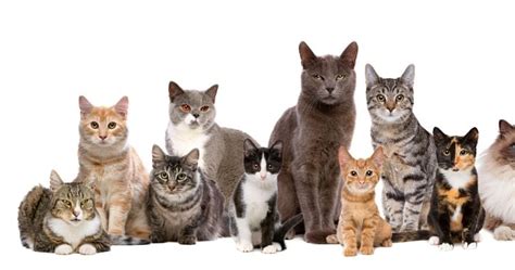 The Most Affectionate Cat Breeds You Can Adopt - Critter Culture