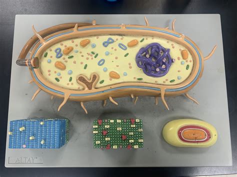 Bio Lab Exam 1 Diagram Quizlet