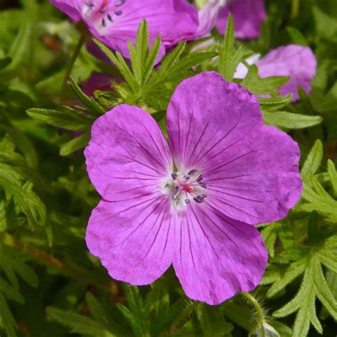 Photo #65731 | Geranium sanguineum | plant lust