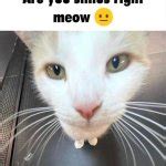 are you sillius right meow Meme Generator - Imgflip