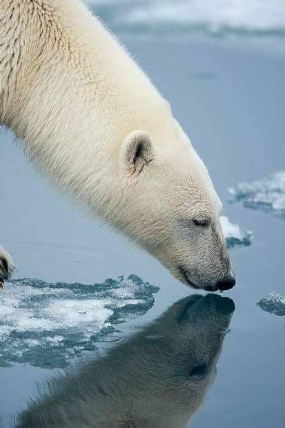 Pin By Brix Arcana On Ursine Polar Bear Bear Animals