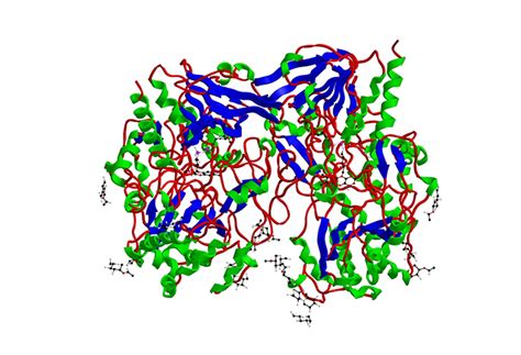 Glucose oxidase sources, health risks