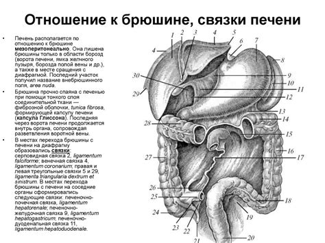 Пищеварительная система - презентация онлайн