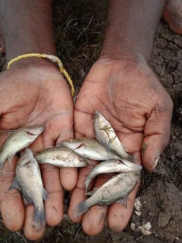 Sea Bass Kalanji At Rs 20 Piece New Items In Machilipatnam Id 25153523955