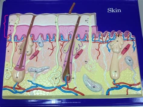 Skin Model Hubbard BIO 210 Flashcards Quizlet