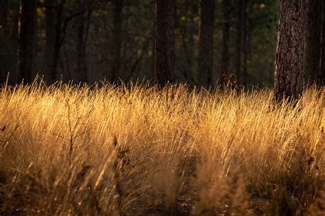 Weymouth Woods Nature Preserve John Patota