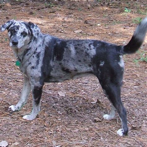 Catahoula Cur Breed Guide Learn About The Catahoula Cur