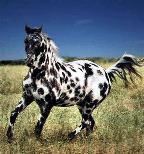 Appaloosa Detailed Information Photos Videos