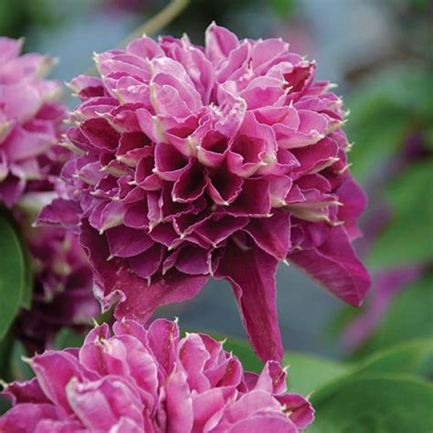 Clematis Hot Love Gradina Chic