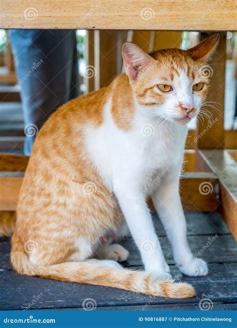 Adult Cat Under Table Stock Image Image Of Adult Feline 90816887