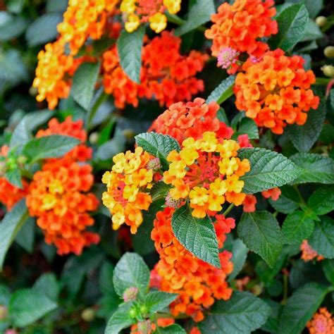 47 Lantana Facts And Gardening Guide - Green Packs