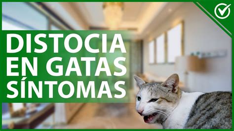 DISTOCIA EN GATAS Causas síntomas tratamiento y prevención YouTube