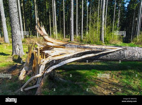 Woodland Forestry Hi Res Stock Photography And Images Alamy