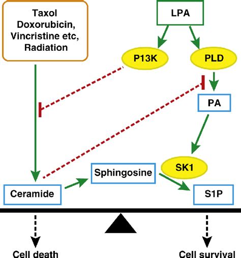 Figure 3 From Role Of The Autotaxin Lysophosphatidate Axis In Cancer